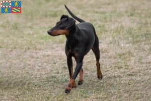 Lire la suite à propos de l’article Éleveurs de Terriers de Manchester et chiots en Bourgogne-Franche-Comté