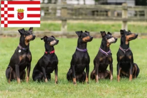 Lire la suite à propos de l’article Éleveurs de Terriers de Manchester et chiots à Brême