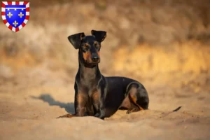 Lire la suite à propos de l’article Éleveurs de Terriers de Manchester et chiots en Centre-Val de Loire