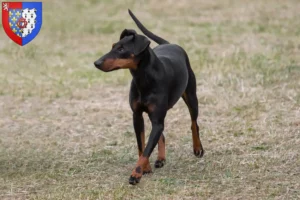 Lire la suite à propos de l’article Éleveurs de Terriers de Manchester et chiots en Pays de la Loire