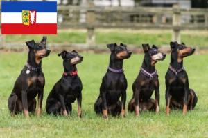 Lire la suite à propos de l’article Éleveurs de Terriers de Manchester et chiots dans le Schleswig-Holstein