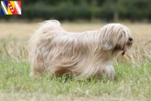 Lire la suite à propos de l’article Éleveurs de Terriers du Tibet et chiots en Grand Est