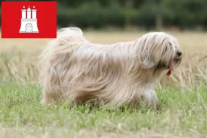 Lire la suite à propos de l’article Eleveurs de Terriers du Tibet et chiots à Hambourg