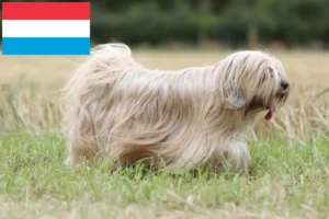 Lire la suite à propos de l’article Eleveurs de Terriers du Tibet et Chiots au Luxembourg