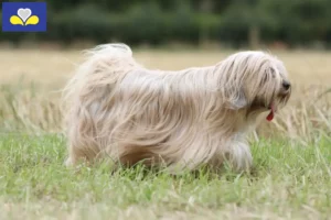 Lire la suite à propos de l’article Eleveurs de Terriers du Tibet et Chiots en Région de Bruxelles-Capitale