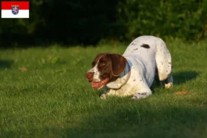 Lire la suite à propos de l’article Chien d’arrêt ancien danois Éleveurs et chiots en Hesse