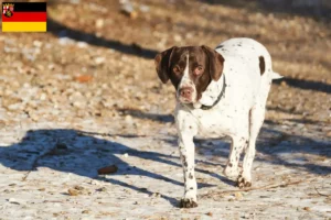 Lire la suite à propos de l’article Chien d’arrêt ancien danois Éleveurs et chiots en Rhénanie-Palatinat