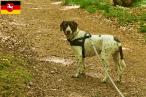 Lire la suite à propos de l’article Vieux chien d’arrêt danois Éleveurs et chiots en Basse-Saxe