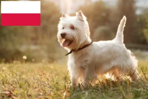 Lire la suite à propos de l’article Éleveurs de westies et chiots en Pologne