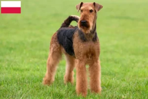 Lire la suite à propos de l’article Éleveurs d’Airedale Terrier et chiots en Pologne