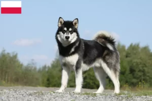 Lire la suite à propos de l’article Alaskan Malamute Éleveurs et chiots en Pologne