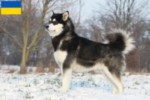 Lire la suite à propos de l’article Alaskan Malamute Éleveurs et chiots en Ukraine