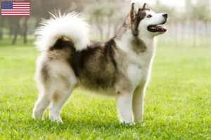 Lire la suite à propos de l’article Éleveurs de malamutes d’Alaska et chiots aux États-Unis