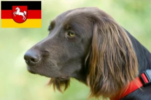 Lire la suite à propos de l’article Éleveurs et chiots à poil long allemand en Basse-Saxe