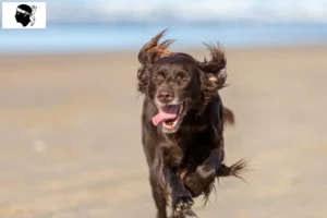 Lire la suite à propos de l’article Éleveurs et chiots à poil long en Corse