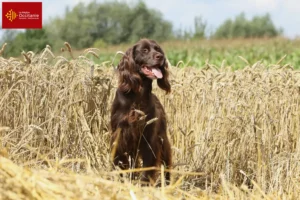 Lire la suite à propos de l’article Éleveurs et chiots à poil long allemands en Occitanie