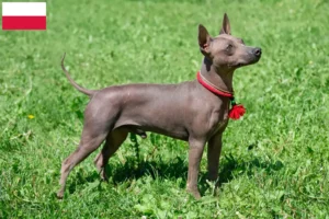 Lire la suite à propos de l’article Éleveurs et chiots d’American Hairless Terrier en Pologne