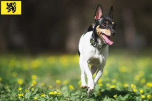 Lire la suite à propos de l’article Éleveurs d’American Toy Terrier et chiots en Flandre