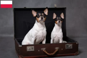 Lire la suite à propos de l’article Éleveurs d’American Toy Terrier et chiots en Pologne