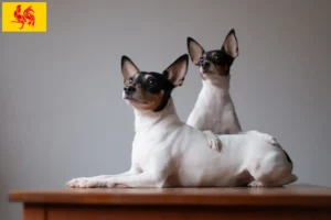 Lire la suite à propos de l’article Éleveurs d’American Toy Terrier et chiots en Région wallonne