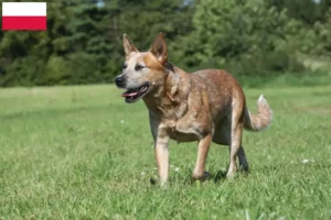 Lire la suite à propos de l’article Éleveurs de chiens de race Australian Cattle Dog et chiots en Pologne