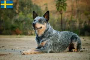 Lire la suite à propos de l’article Éleveurs de chiens de race Australian Cattle Dog et chiots en Suède