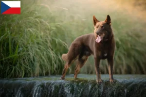 Lire la suite à propos de l’article Éleveurs de kelpies australiens et chiots en République tchèque