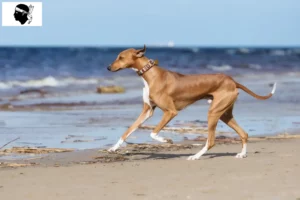 Lire la suite à propos de l’article Éleveurs d’Azawakh et chiots en Corse