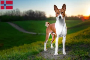 Lire la suite à propos de l’article Éleveurs de Basenji et chiots en Norvège