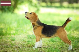 Lire la suite à propos de l’article Éleveurs de beagles et chiots en Lettonie