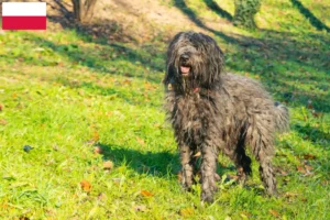 Lire la suite à propos de l’article Chien de berger bergamasque éleveur et chiots en Pologne