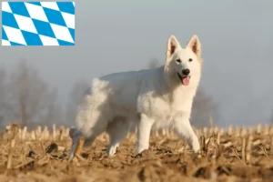 Lire la suite à propos de l’article Berger blanc suisse éleveurs et chiots en Bavière