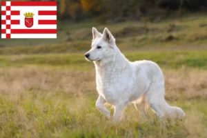 Lire la suite à propos de l’article Berger blanc suisse éleveurs et chiots à Brême