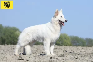 Lire la suite à propos de l’article Berger blanc suisse éleveurs et chiots en Flandre