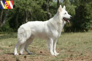 Lire la suite à propos de l’article Berger blanc suisse éleveurs et chiots en Grand Est