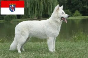 Lire la suite à propos de l’article Berger blanc suisse éleveurs et chiots en Hesse