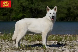 Lire la suite à propos de l’article Berger blanc suisse éleveur et chiots en Normandie