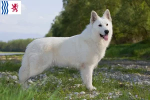 Lire la suite à propos de l’article Berger blanc suisse éleveurs et chiots en Nouvelle-Aquitaine