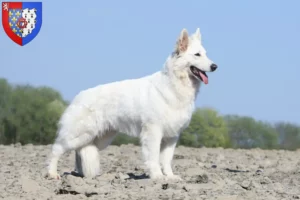 Lire la suite à propos de l’article Berger blanc suisse éleveur et chiots en Pays de la Loire