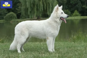 Lire la suite à propos de l’article Berger blanc suisse éleveurs et chiots en région de Bruxelles-Capitale