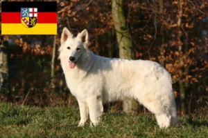 Lire la suite à propos de l’article Berger blanc suisse éleveurs et chiots en Sarre