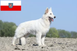 Lire la suite à propos de l’article Berger blanc suisse éleveurs et chiots en Thuringe