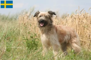 Lire la suite à propos de l’article Berger des Pyrénées Éleveurs et chiots en Suède