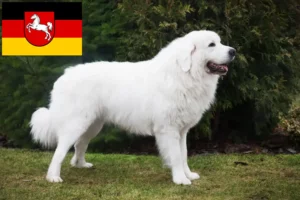 Lire la suite à propos de l’article Éleveurs de bergers des Tatras et chiots en Basse-Saxe