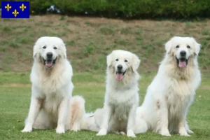 Lire la suite à propos de l’article Éleveurs de bergers des Tatras et chiots en Île-de-France