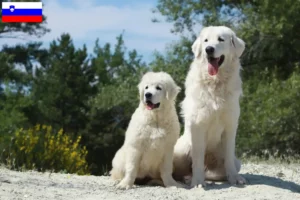 Lire la suite à propos de l’article Éleveurs de chiens de berger des Tatras et chiots en Slovénie