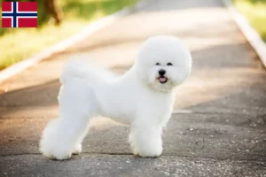 Lire la suite à propos de l’article Éleveurs de Bichon Frisé et chiots en Norvège