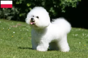 Lire la suite à propos de l’article Éleveurs de Bichon Frisé et chiots en Pologne