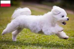 Lire la suite à propos de l’article Éleveurs de bichons maltais et chiots en Pologne