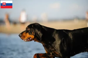 Lire la suite à propos de l’article Black and Tan Coonhound éleveurs et chiots en Slovaquie